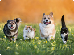 फाइनेंस न्यूज मोबाइल ऐप